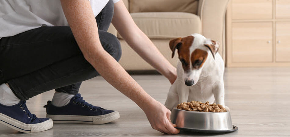 How To Fatten Up A Dog