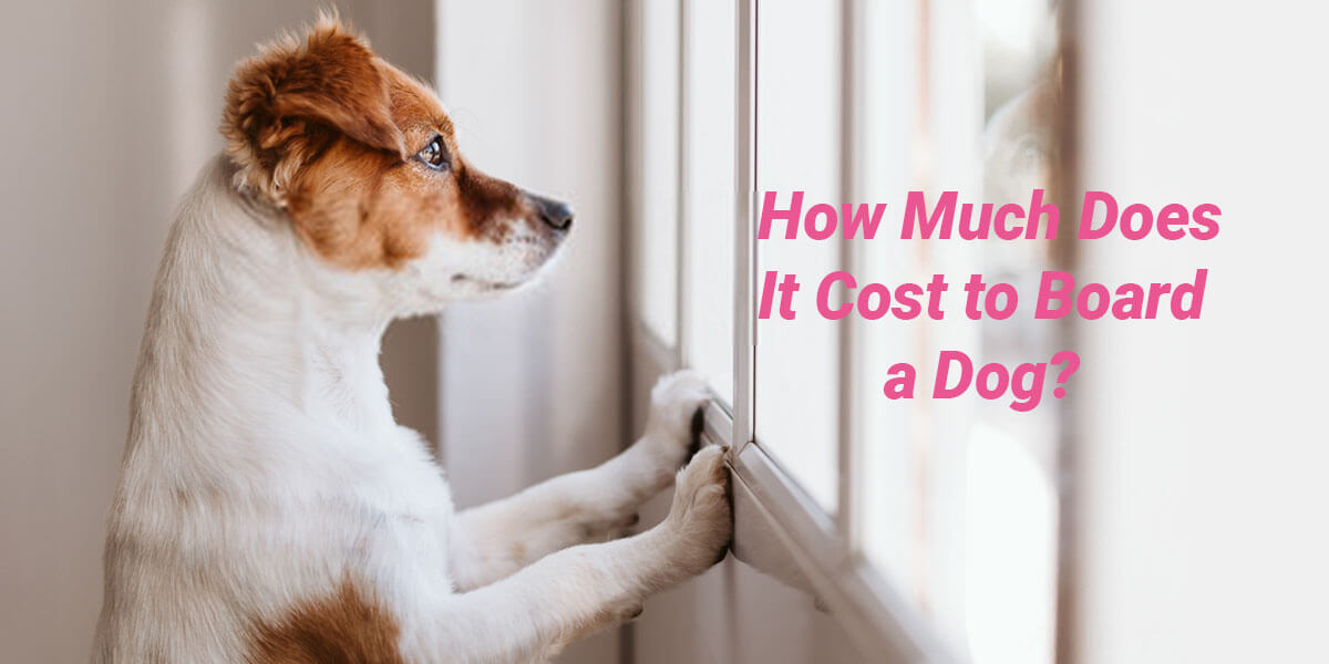How Much Does It Cost To Board A Dog