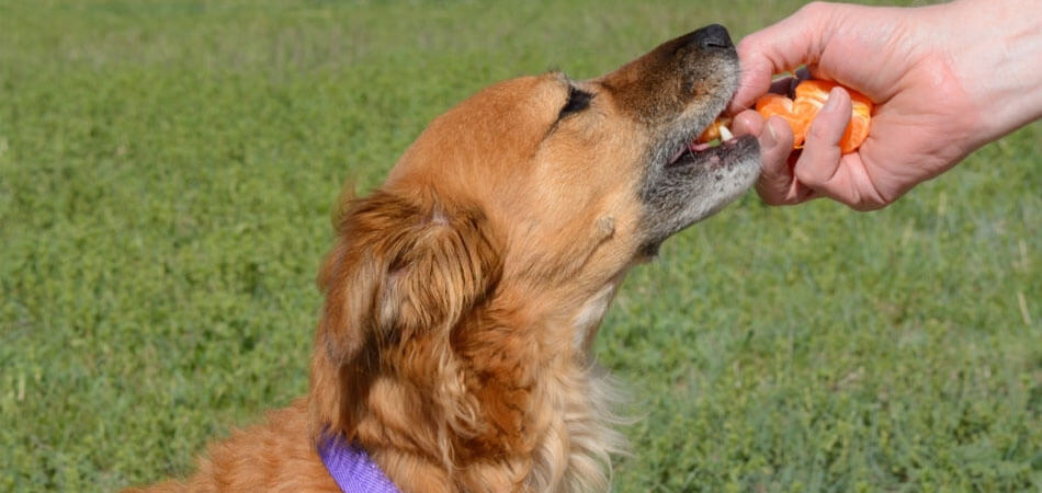 Are Oranges Good For Dogs