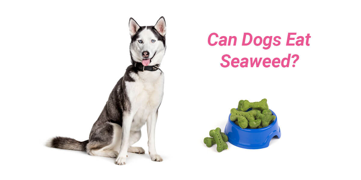 Can dogs eat seaweed