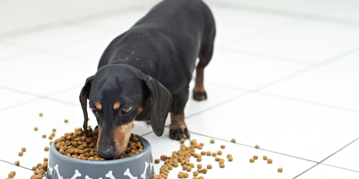 best dog food for Dachshunds