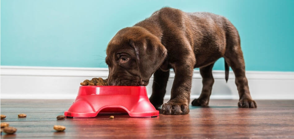 Treating Constipation in Dogs at Home