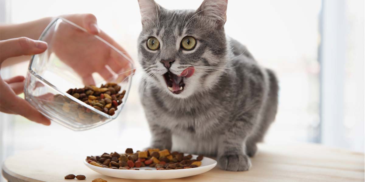 best cat food for older cats, high protein cat food for older cats, soft dry cat food for older cats