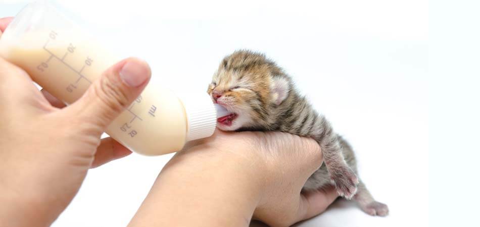 raising a kitten, how to raise a newborn kitten