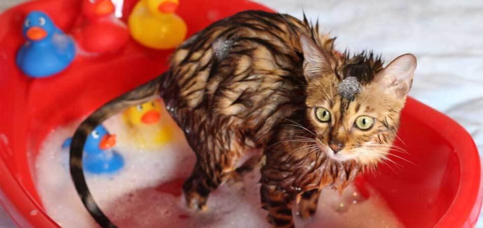 how to bathe a newborn kitten, how to bathe a kitten safely