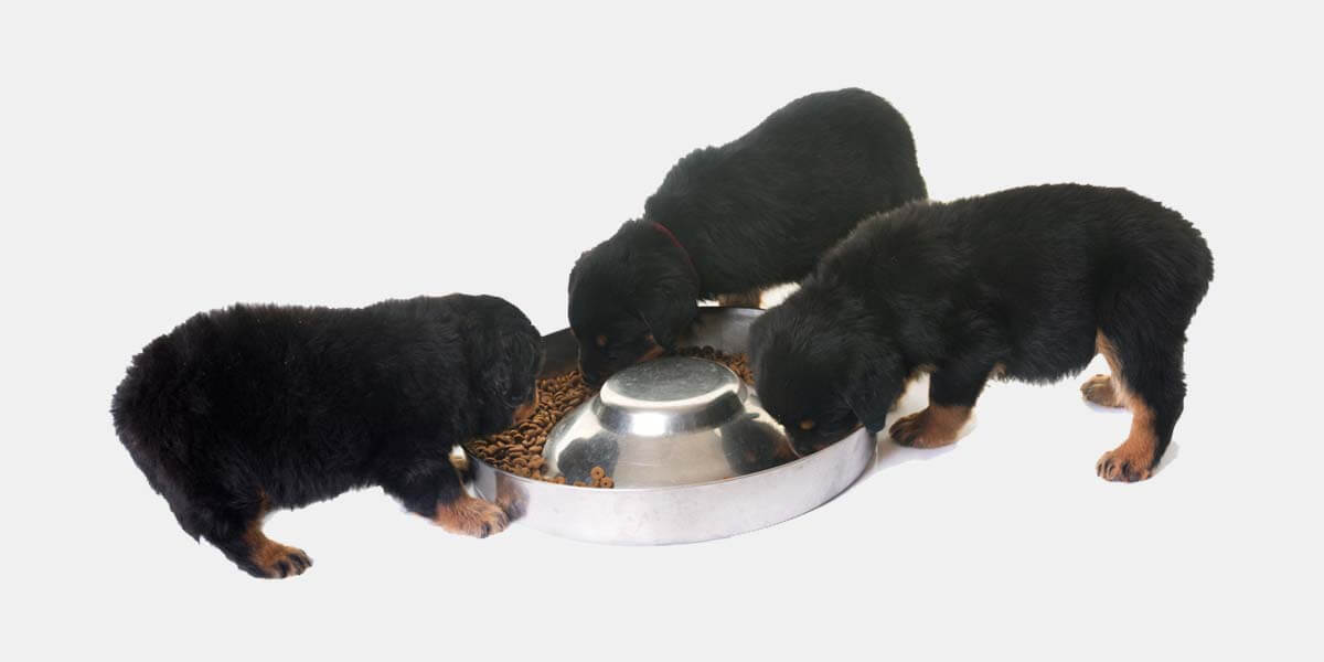best food for rottweiler puppy