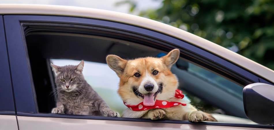 Get Your Pet Ready for the Trip, Guide to Travel With Pets