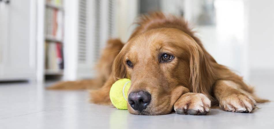 what to do when your dog is depressed, signs of depression in dogs