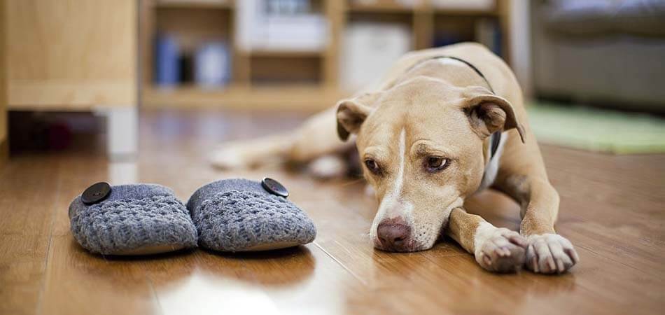 what to do if your dog is depressed, how to tell if your dog is depressed